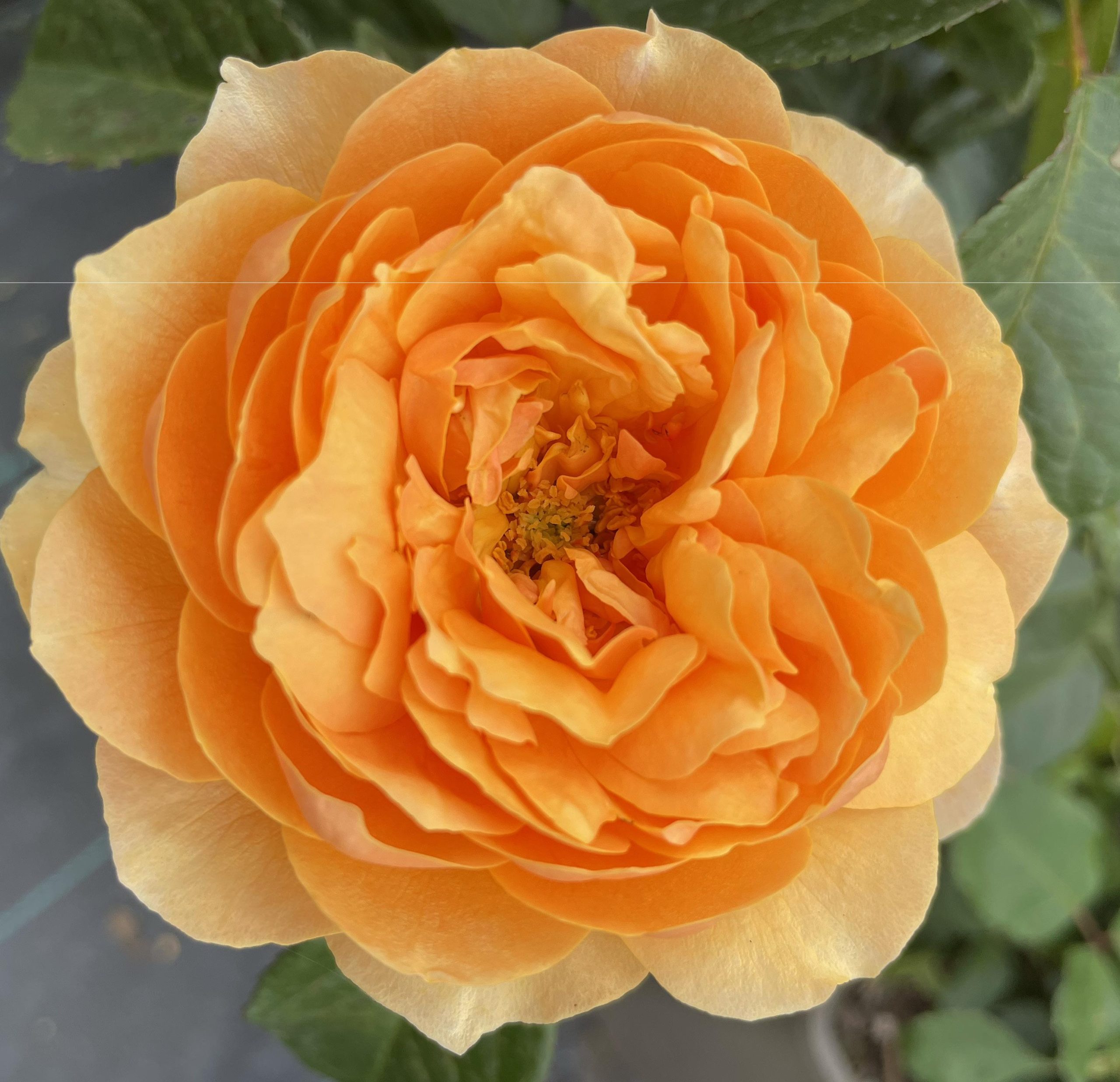 St Richard of Chichester Rose