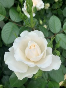 Your Wedding Day Rose