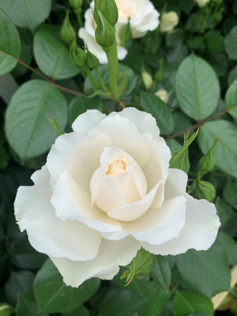 Your Wedding Day Rose