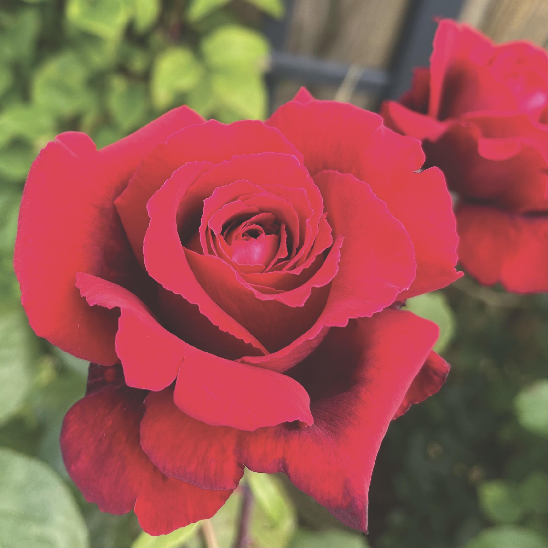 Rose Ridgeway England The England Rugby Rose