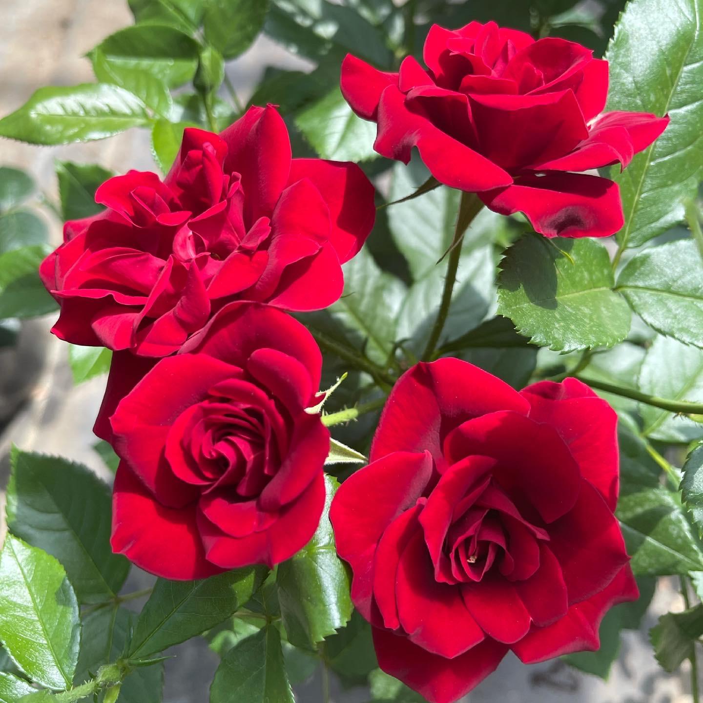 Dad Rose Special Dad Rose