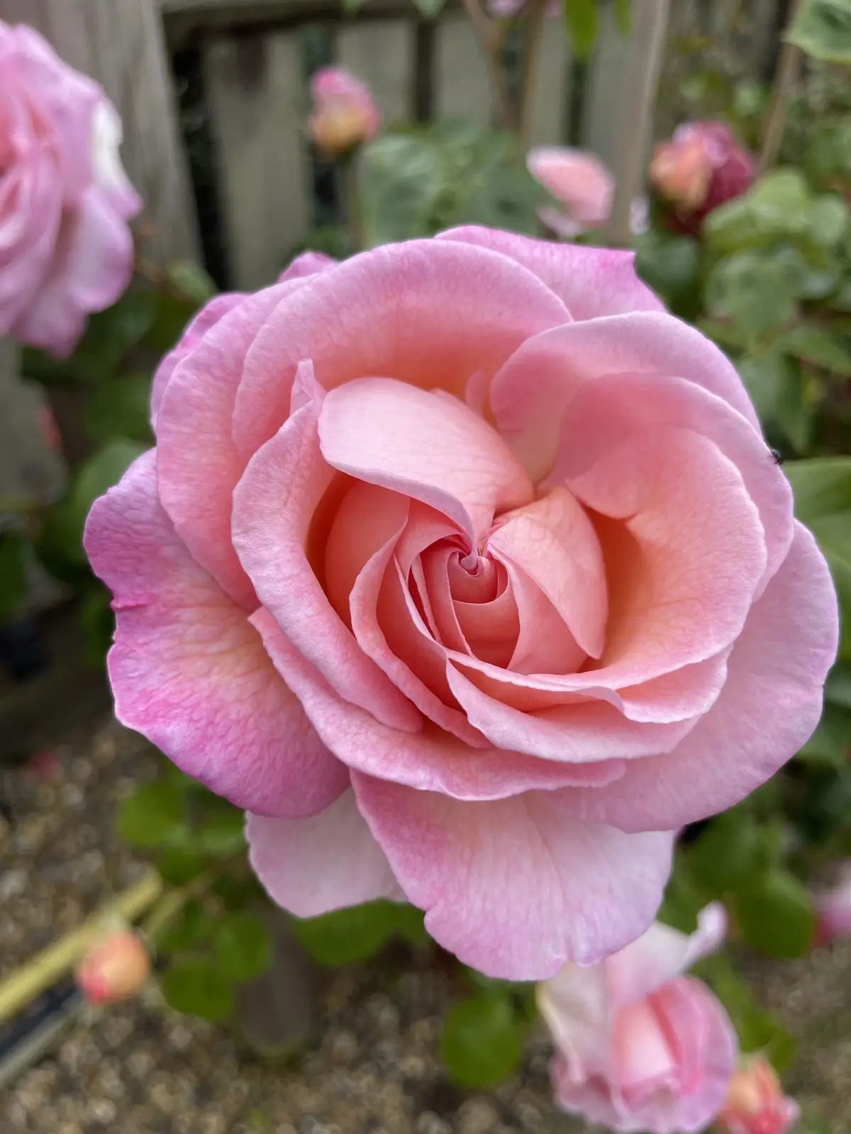 Sweet Syrie