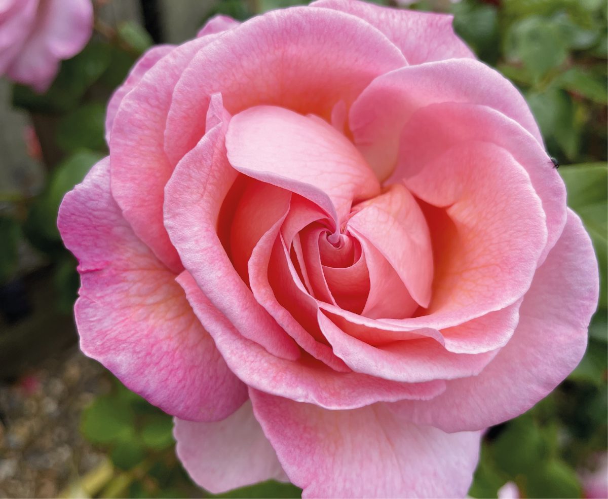 Harkness History - Harkness Roses 1879