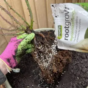 bare root
