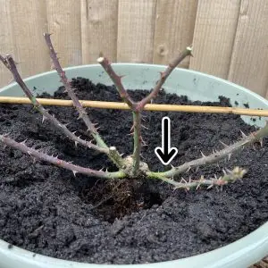 bare root