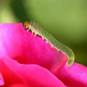 pests