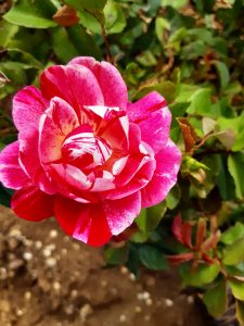 Rosemary Day