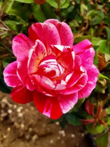 Rosemary Day