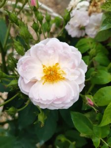 Sense & Sensibility
