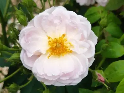Sense & Sensibility