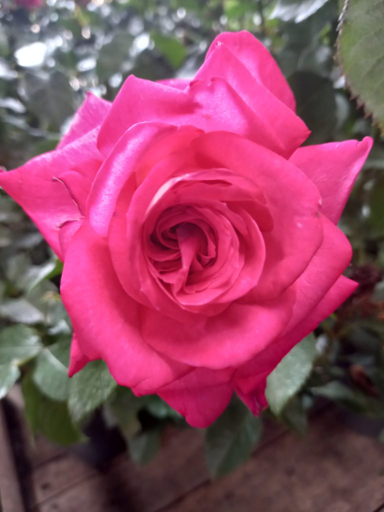 Dr Susan Michalis Rose