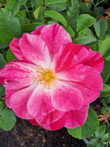 Rosemary Day