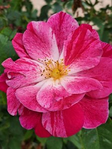 Rosemary Day