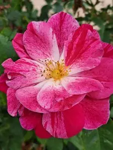 Rosemary Day