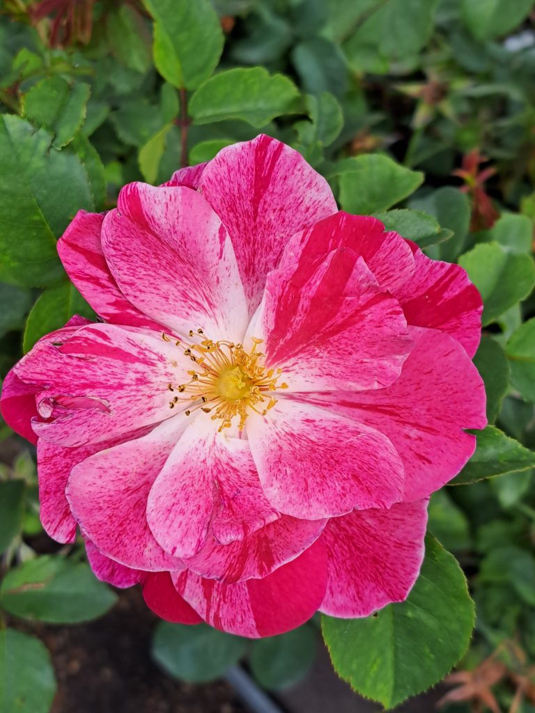 Rosemary Day