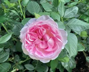 The Menopause Charity Rose