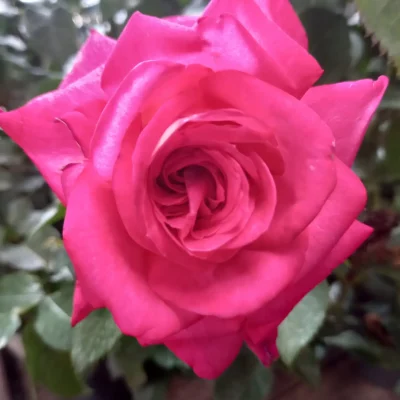 Dr Susan Michalis Rose