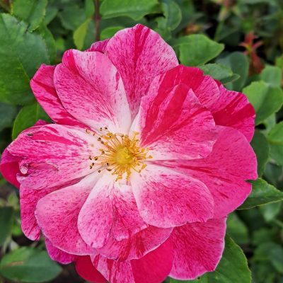 Rosemary Day