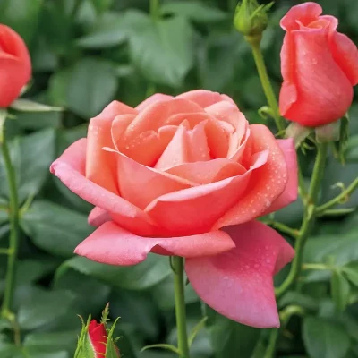 HarknessRoses_WebsiteImagery_800x800px_01_0019_Catherines Rose_Harkness2025-3985_IMAGE 2-min