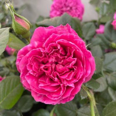 Highclere Castle Rose-2