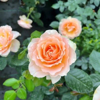 Rob Burrow rose image