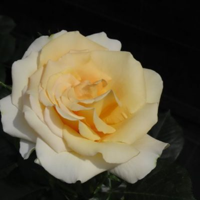 The John Ystumllyn Rose