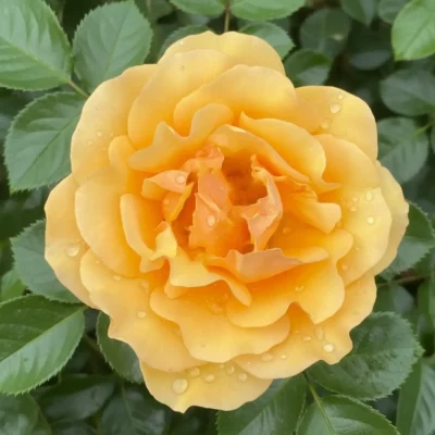 amber queen 1