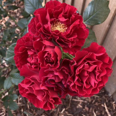 Fetzer Syrah Rose