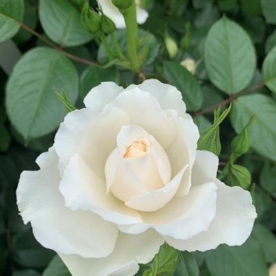 Your Wedding Day Rose