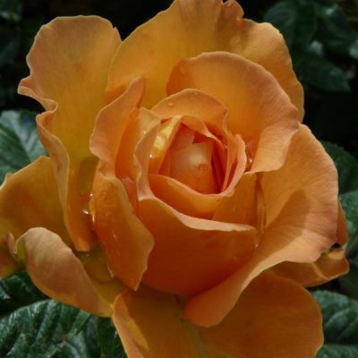 Victoria Pendleton Rose